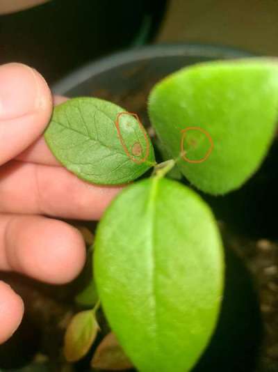 蓝莓叶斑病高温湿发，叶斑霉层致早落，农化生防结合控病保产