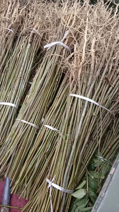 出售臭椿苗，药用连翘苗，科研五号优质种苗，2/5年苗，药用连翘树，挂果树，全国包邮到家！财富密码18534302961