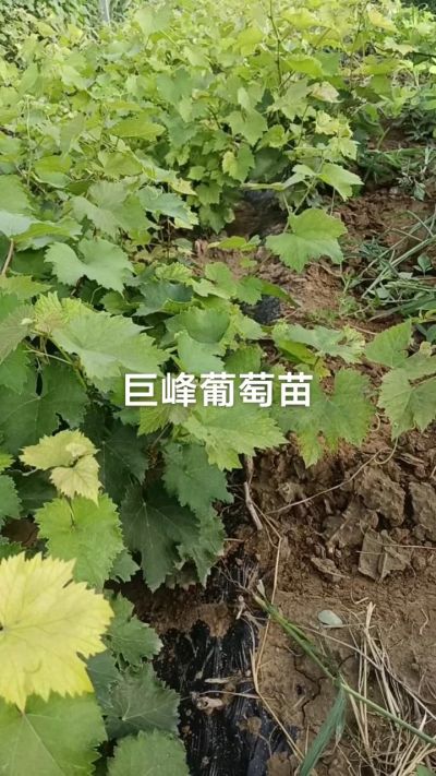 巨峰葡萄苗。一年扦插苗。需要联系。苗圃基地直销！需要联系18534302961