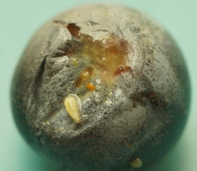 蓝莓果蝇危害大，综合防治要趁早，农物化生结合保蓝莓品质