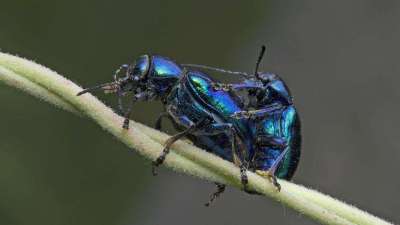 蓝莓甲虫属鞘翅目害虫，危害蓝莓各部位，需综合防治