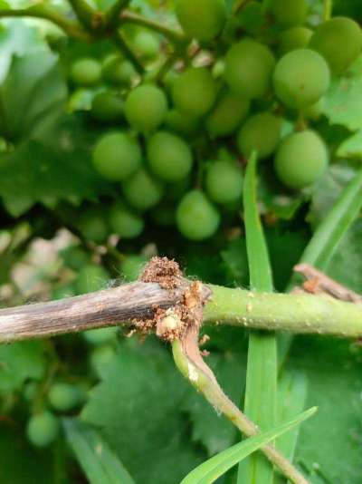 蓝莓钻枝虫蛀枝干，需综合防控