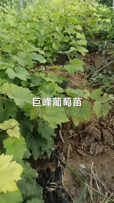 巨峰葡萄苗，优质种苗，一年扦插苗，需要联系18534302961