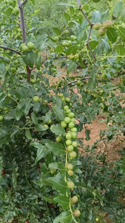 晋酸六号，药用酸枣高产苗。需要联系18534302961