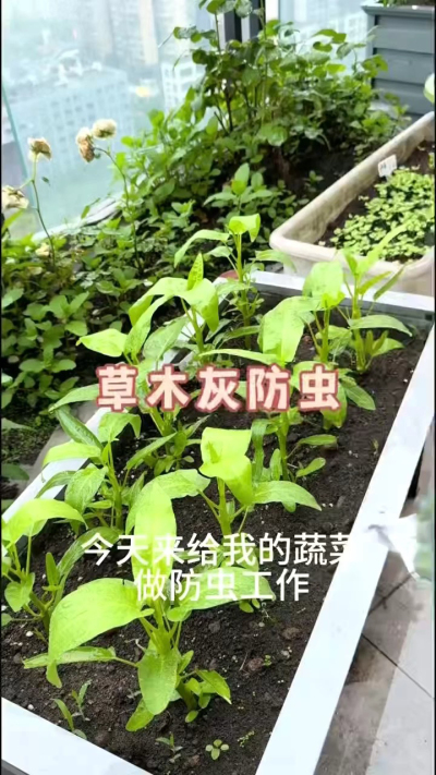 草木灰防虫，防根腐病