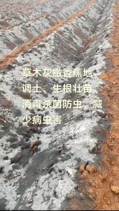 [太阳]纯植物草木灰源头厂家，草木灰广泛适用于各类农作物，是性价比很高的有机肥