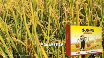 多石粮-谷物小分子有机酸，田间表现。
剑叶挺拔，灌浆饱，千粒重，上粮快。