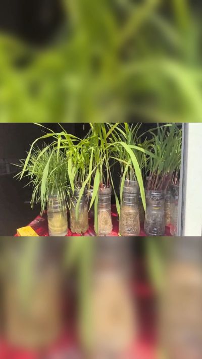 微生物菌剂，出厂前每克添加5亿微生物。最新实验生根育苗，保证不烧苗，促进毛细根增长，抑制病虫害，疏松土壤，保水保肥。近期需要用肥的老板提前联系，19331068337微信同步。