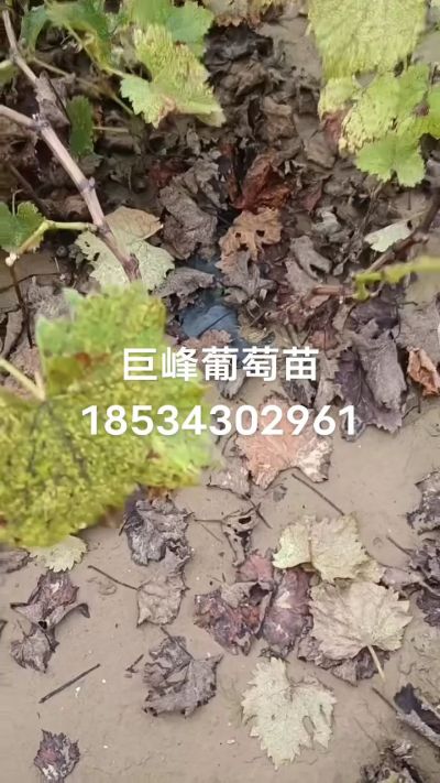 巨峰葡萄苗，一年扦插苗，苗圃基地直销！需要联系18534302961