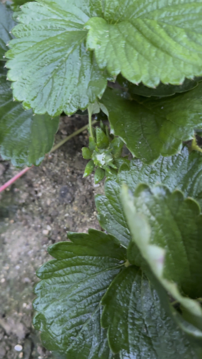 控不住就坏，控好了，比二冷冻快