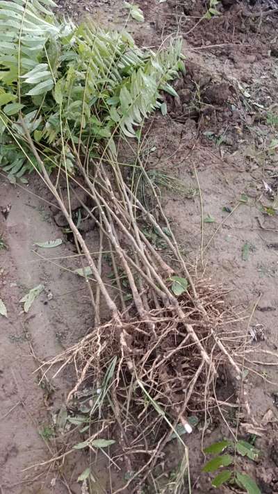 出售臭椿苗，巨峰葡萄苗。药用连翘苗，科研五号优质种苗，2/5年苗，药用连翘树，挂果树，全国包邮到家！财富密码18534302961