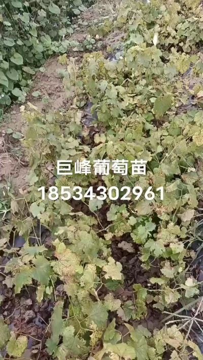 巨峰葡萄苗，一年扦插苗，苗圃基地直销。需要联系我18534302961