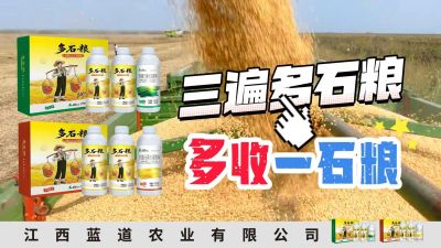 冬季种植，油菜，小麦，草莓等作物的，出现了除草剂药害，黄叶，僵苗，苗不长等问题，马上用多石粮，确保5天见到效果。