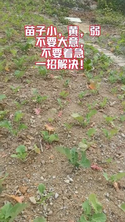 油菜苗子弱苗子小，就用多石粮，5天见效果。