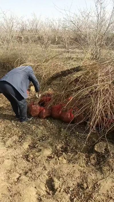 出售药用连翘苗，科研五号优质种苗，2/5年苗，药用连翘树，挂果树，全国包邮到家！财富密码18534302961出售药用连翘苗，科研五号优质种苗，2/5年苗，药用连翘树，挂果树，全国包邮到家！财富密码1