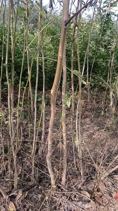 出售臭椿苗，巨峰葡萄苗。药用连翘苗，科研五号优质种苗，2/5年苗，药用连翘树，挂果树，全国包邮到家！财富密码18534302961