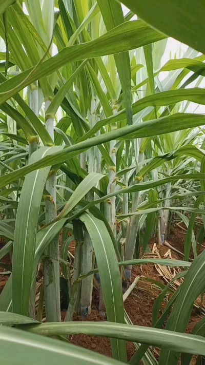 广西黑皮果蔗，从苗期到生长期全过程，高度，叶子长式