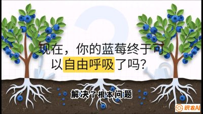 第3节：别把树&ldquo;憋死&rdquo;&mdash;&mdash;正确的定植与换盆手法,   课程：《蓝莓&ldquo;高产&rdquo;实战课：从选苗到丰收的10个关键点》