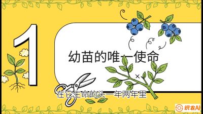 第6节：修剪决定产量（上）&mdash;&mdash;幼苗期与生长期修剪， 课程：《蓝莓&ldquo;高产&rdquo;实战课：从选苗到丰收的10个关键点》