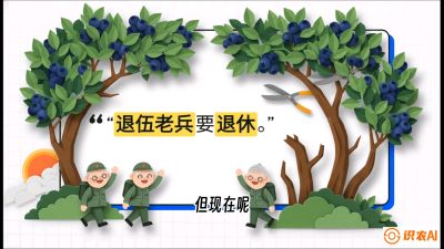 第7节：修剪决定产量（下）&mdash;&mdash;结果树的更新与疏果，课程：《蓝莓&ldquo;高产&rdquo;实战课：从选苗到丰收的10个关键点》