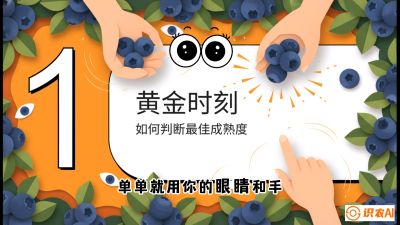 第10节：完美的&ldquo;果粉&rdquo;&mdash;&mdash;采摘时机与保鲜， 课程：《蓝莓&ldquo;高产&rdquo;实战课：从选苗到丰收的10个关键点》