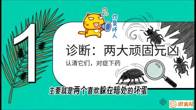 第06节：顽固虫害防治&mdash;&mdash;&ldquo;钻心虫与红蜘蛛，打准时间才服输&rdquo;《槟榔种植：从不懂到精通的10堂必修课》