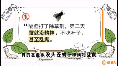 第05节：养蚕人的&ldquo;排雷战&rdquo;&mdash;&mdash;除草剂的生死禁忌，课程：《桑海淘金：桑树高产与蚕桑安全进阶实战课》