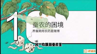 第06节：虫口夺叶（上）&mdash;&mdash;物理与生物防控绝技，课程《桑海淘金：桑树高产与蚕桑安全进阶实战课》