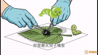 第07节：虫口夺叶（下）&mdash;&mdash;不得不打药时的&ldquo;解毒术&rdquo;，课程：《桑海淘金：桑树高产与蚕桑安全进阶实战课》