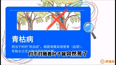 第08节：看不见的杀手&mdash;&mdash;青枯病与萎缩病，课程：《桑海淘金：桑树高产与蚕桑安全进阶实战课》