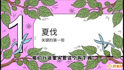 第11节：叶果双收&mdash;&mdash;特殊的夏伐与冬伐，课程：《桑海淘金：桑树高产与蚕桑安全进阶实战课》