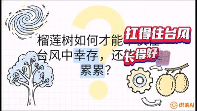 第四节：中国榴莲突围战：为生存重塑权型，抗台风矮化栽培与力学牵引，课程：《国产榴莲突围战：从泰国经验到中国实操的8堂必修课（高阶实战版）》