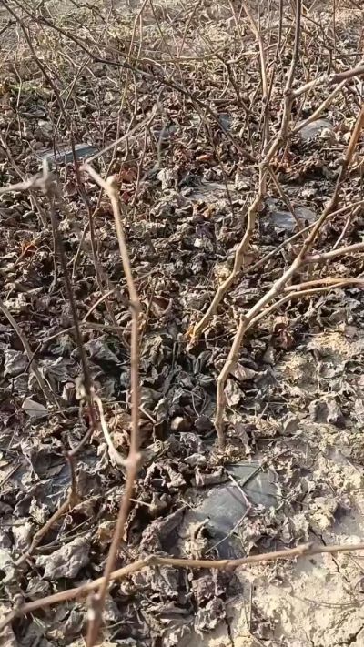 巨峰葡萄苗，一年扦插苗，，全国包邮到家！需要联系18534302961