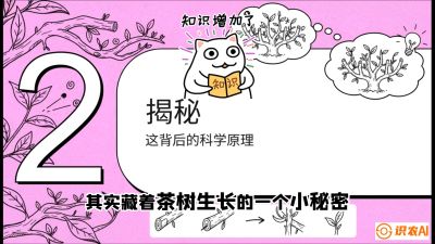 第04节（修剪篇）：树势复活术：从&ldquo;越剪越弱&rdquo;到&ldquo;枝繁叶茂&rdquo;的能量管理与夏秋茶逆袭，课程：《茶金时代：从&ldquo;看天吃饭&rdquo;到&ldquo;精准控局&rdquo;的茶叶高产提质实战课》