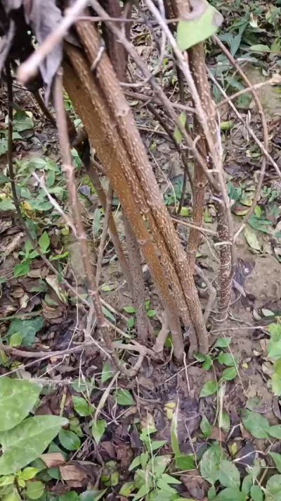 出售药用连翘苗，科研五号优质种苗，2/5年苗，药用连翘树，挂果树，全国包邮到家！财富密码18534302961出售药用连翘苗，科研五号优质种苗，2/5年苗，药用连翘树，挂果树，全国包邮到家！财富密码1