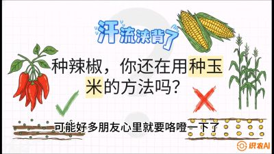 第1节：【品种定江山】工业辣椒vs小米辣：底肥公式与密度陷阱的&ldquo;百万生意经&rdquo;，课程：《辣椒种植实战特训营，从工业辣椒到精品小米辣，教你如何把&ldquo;草&rdquo;种成&ldquo;金&rdquo;》