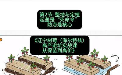 第二节： 整地与定植&mdash;&mdash;起垄是&ldquo;死命令&rdquo;，防涝是核心，课程：《辽宁树莓（海尔特兹）高产避坑实战课：从保苗到高价》