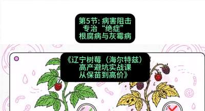 第五节： 病害阻击&mdash;&mdash;专治&ldquo;绝症&rdquo;根腐病与灰霉病，课程：《辽宁树莓（海尔特兹）高产避坑实战课：从保苗到高价》