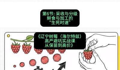 第六节： 采收与分级&mdash;&mdash;鲜食与加工的&ldquo;生死时速&rdquo;，课程：《辽宁树莓（海尔特兹）高产避坑实战课：从保苗到高价》