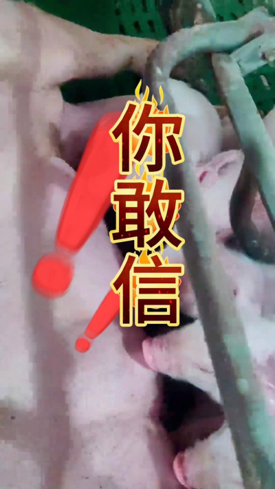 小猪抢不到奶，干瘦不长肉？成活率总上不去？😭
自从用上南商农科这款仔猪补奶机，再也没这烦恼！
✅ 一键设置下料参数，新手也能上手
✅ 恒温补奶，小猪抢着喝，长势超均匀
从车间精工组装到猪场落地使用，每