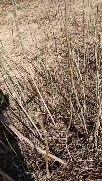 出售臭椿苗，巨峰葡萄苗。药用连翘苗，科研五号优质种苗，2/5年苗，药用连翘树，挂果树，全国包邮到家！财富密码18534302961