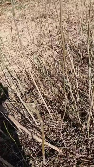 出售臭椿苗，巨峰葡萄苗。药用连翘苗，科研五号优质种苗，2/5年苗，药用连翘树，挂果树，全国包邮到家！财富密码18534302961