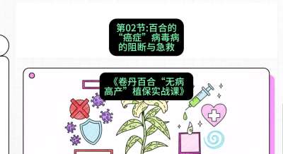 第02节：百合的&ldquo;癌症&rdquo;&mdash;&mdash;病毒病的阻断与急救，课程：《卷丹百合&ldquo;无病高产&rdquo;植保实战课》#识农AI