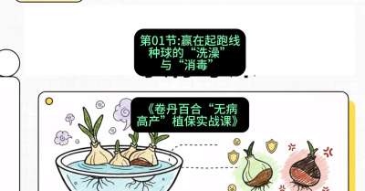 第01节：赢在起跑线&mdash;&mdash;种球的&ldquo;洗澡&rdquo;与&ldquo;消毒&rdquo;，课程：《卷丹百合&ldquo;无病高产&rdquo;植保实战课》#识农AI