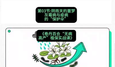 第03节：阴雨天的噩梦&mdash;&mdash;灰霉病与疫病的&ldquo;保护伞&rdquo;，课程：《卷丹百合&ldquo;无病高产&rdquo;植保实战课》#识农AI