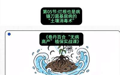 第05节：烂根也是病&mdash;&mdash;镰刀菌基腐病的&ldquo;土壤消毒术&rdquo; ，课程：《卷丹百合&ldquo;无病高产&rdquo;植保实战课》#识农AI
