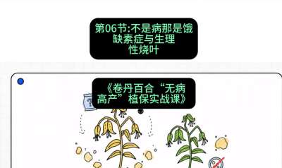 第06节：不是病那是饿&mdash;&mdash;缺素症与生理性烧叶 ，课程：《卷丹百合&ldquo;无病高产&rdquo;植保实战课》#识农AI