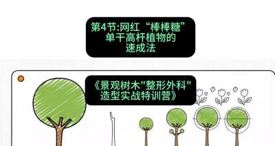 第04节：网红&ldquo;棒棒糖&rdquo;&mdash;&mdash;单干高杆植物的速成法，课程：《景观树木&ldquo;整形外科&rdquo;造型实战特训营》#识农AI