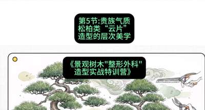 第05节：贵族气质&mdash;&mdash;松柏类&ldquo;云片&rdquo;造型的层次美学，课程：《景观树木&ldquo;整形外科&rdquo;造型实战特训营》#识农AI