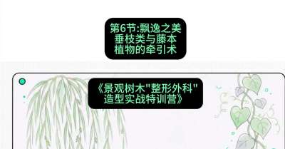 第06节：飘逸之美&mdash;&mdash;垂枝类与藤本植物的牵引术，课程：《景观树木&ldquo;整形外科&rdquo;造型实战特训营》#识农AI